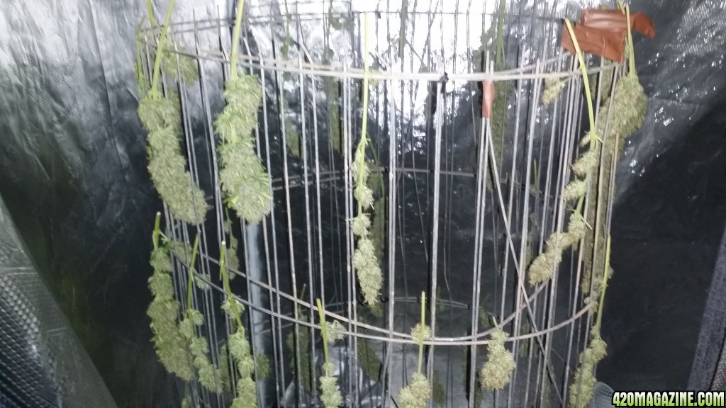 drying day 4