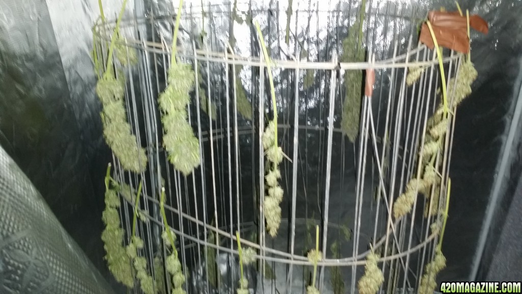 drying day 5