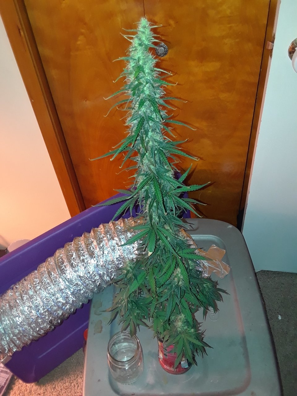 Durban bubble x red point 10 weeks from seed