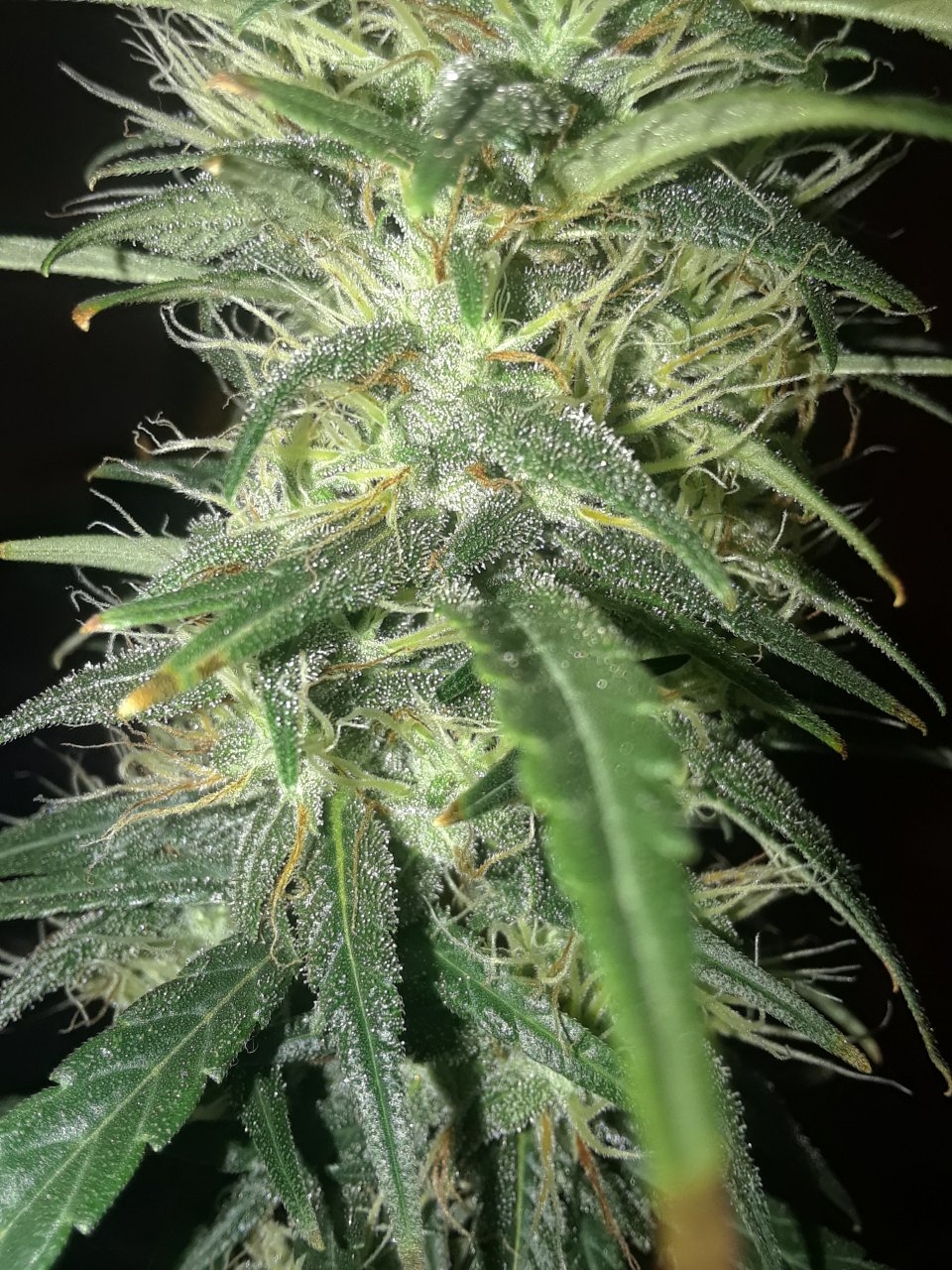 Durban bubble x red point  close up