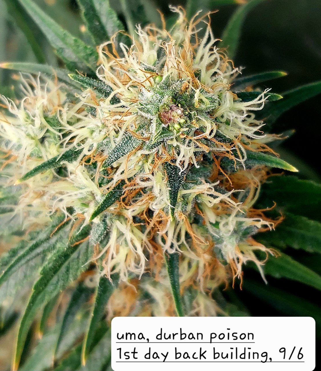 Durban Poison-Back Building Buds-Grow Journal