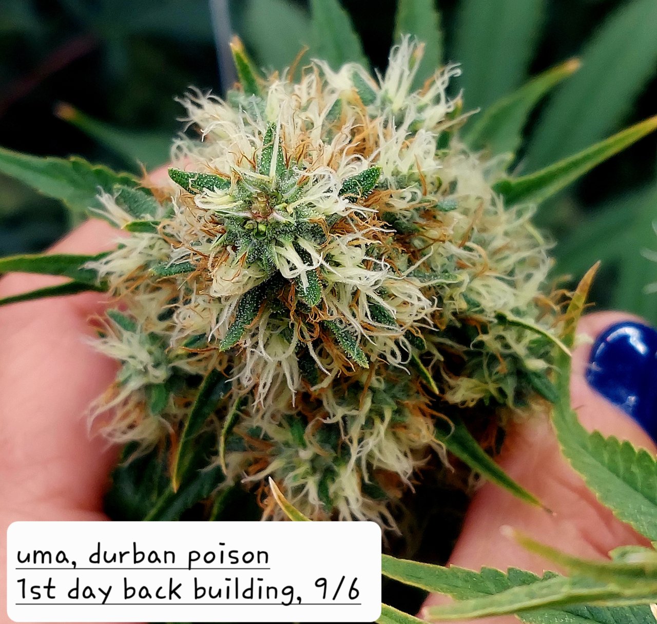 Durban Poison-Back Building Buds-Grow Journal