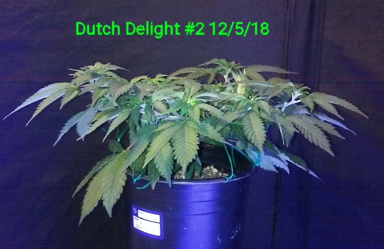 Dutch Delight #2 side 12/5/18