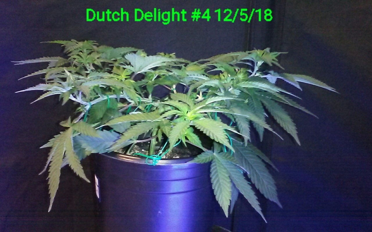 Dutch Delight #4 12/5/18 side