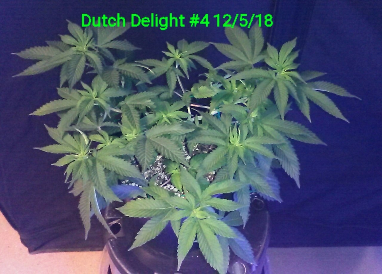 Dutch Delight #4 top 12/5/18