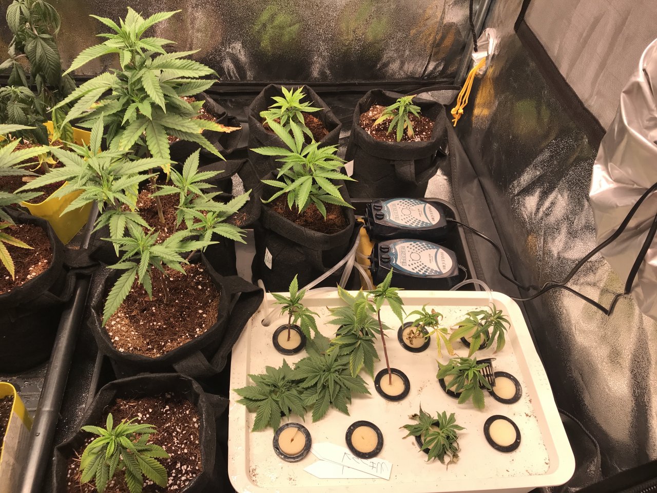 DWC cuttings with other clones.JPG