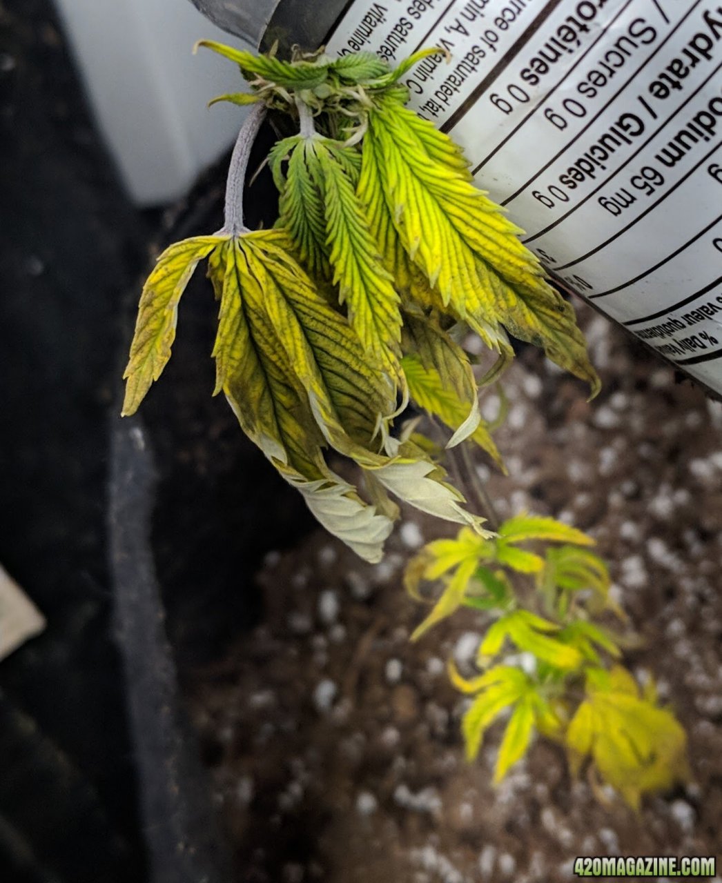Dying clones 07/03/18