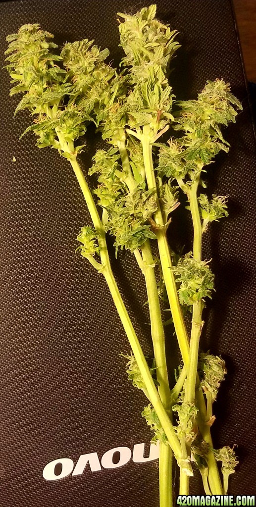 Early harvest, couple branches no biggie.