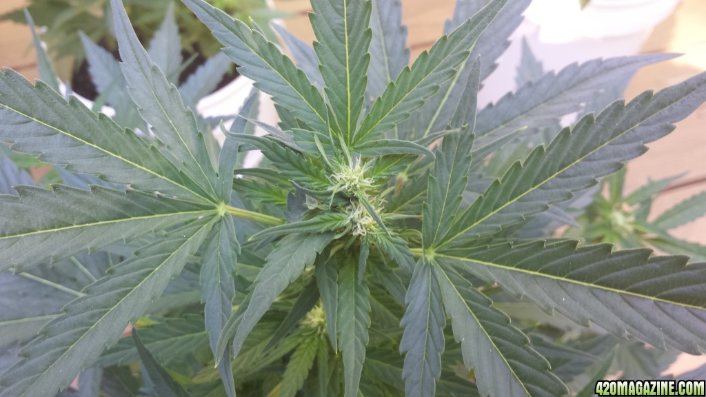 Early Miss Auto 6 weeks