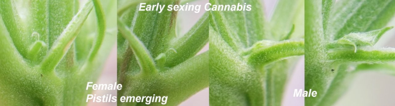 Early sexing cannabis-2.jpg