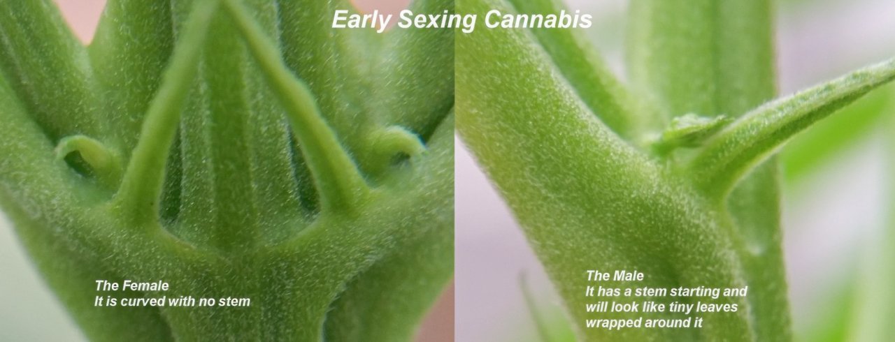 Early sexing cannabis.jpg
