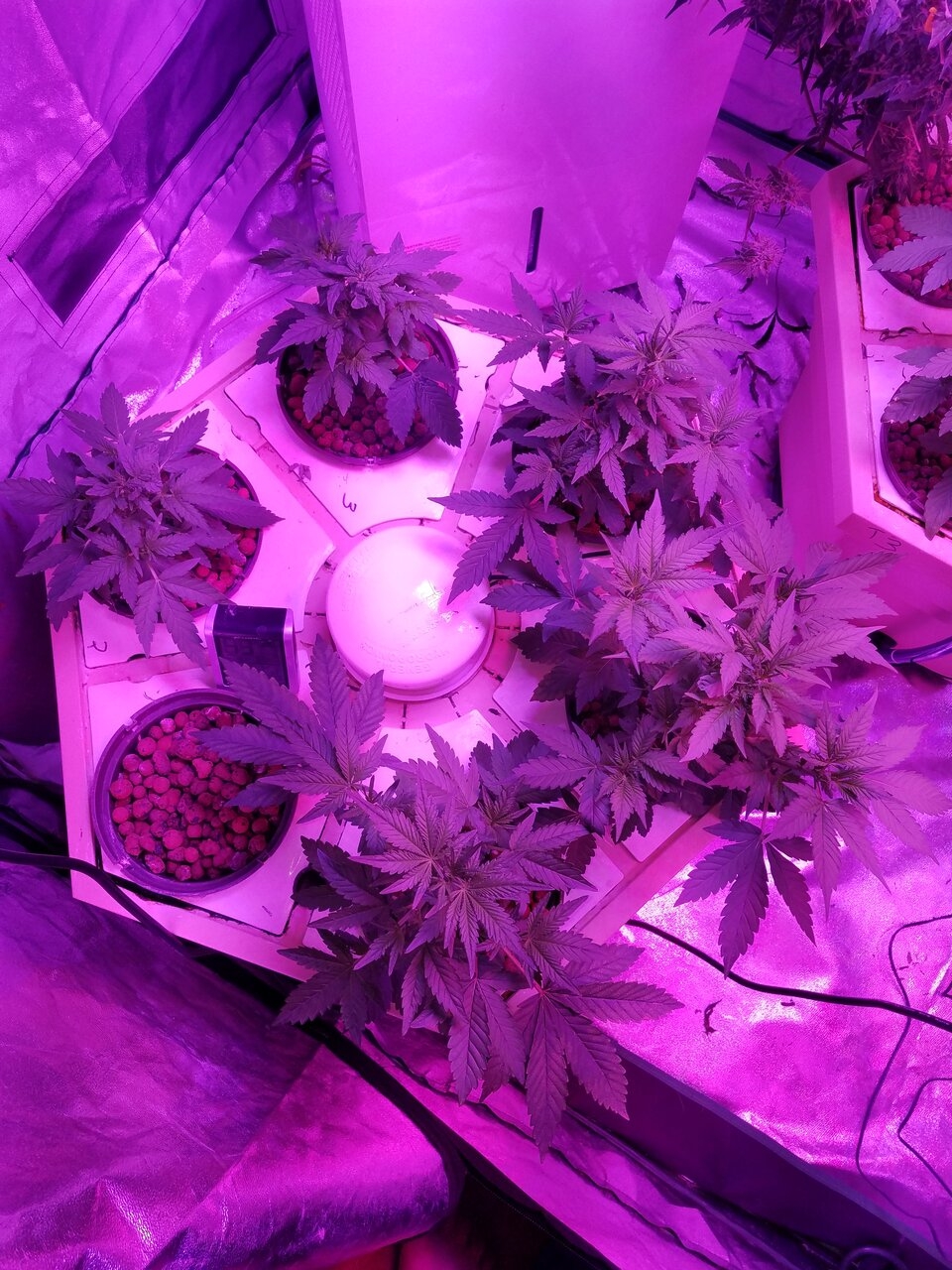 effects from fim/top and leaf strippin the top, first wks.