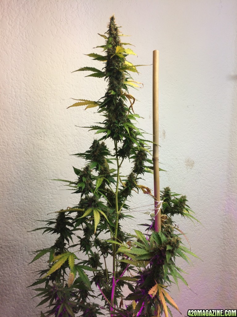 End of First Grow