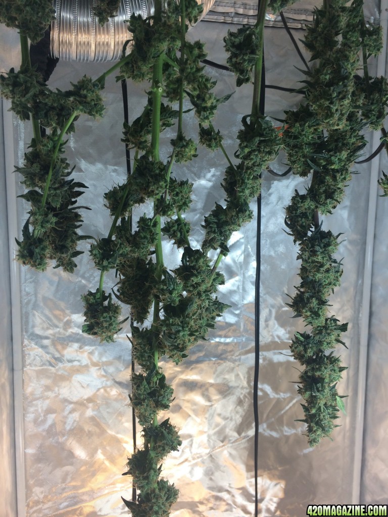 End of First Grow