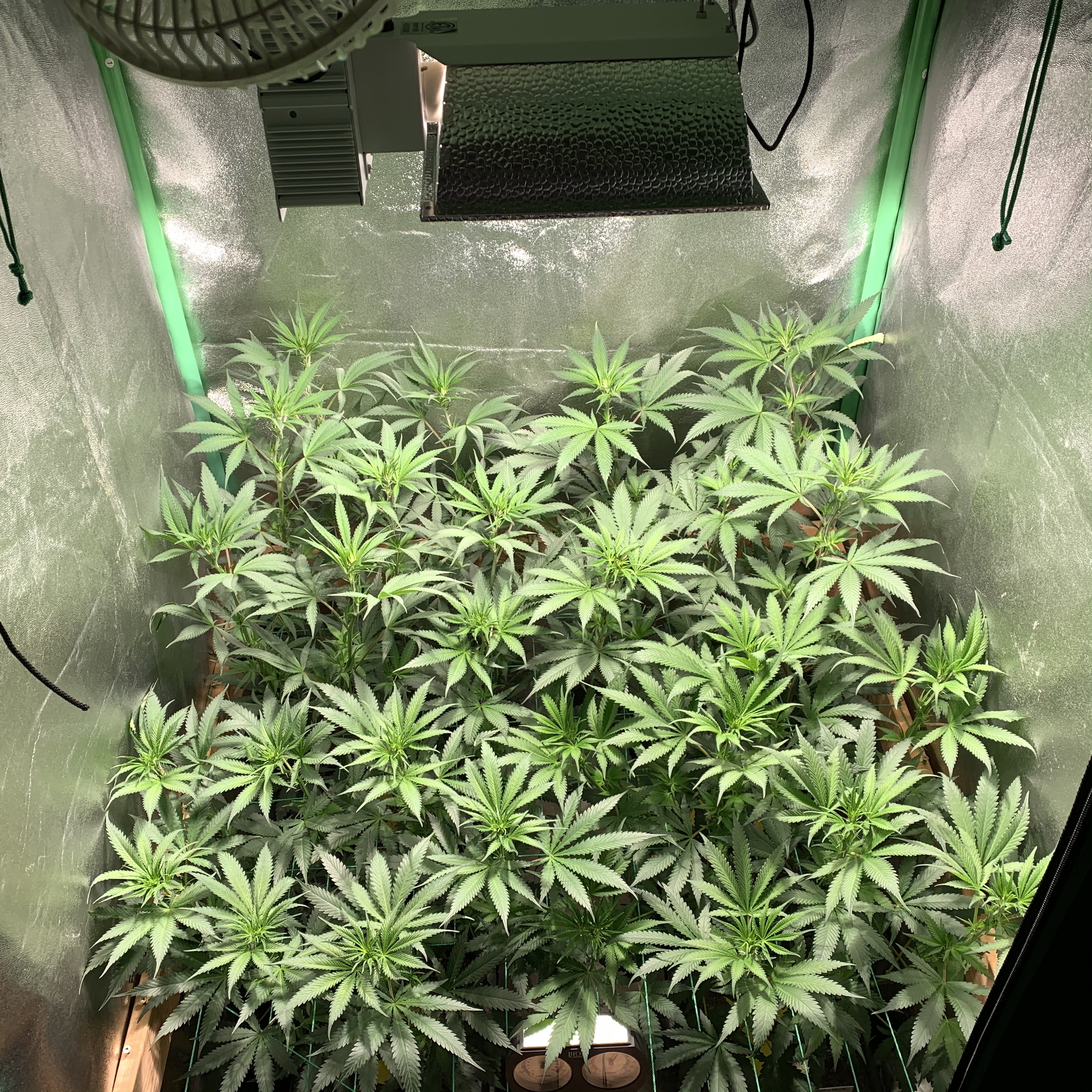 End of wk 1 flower