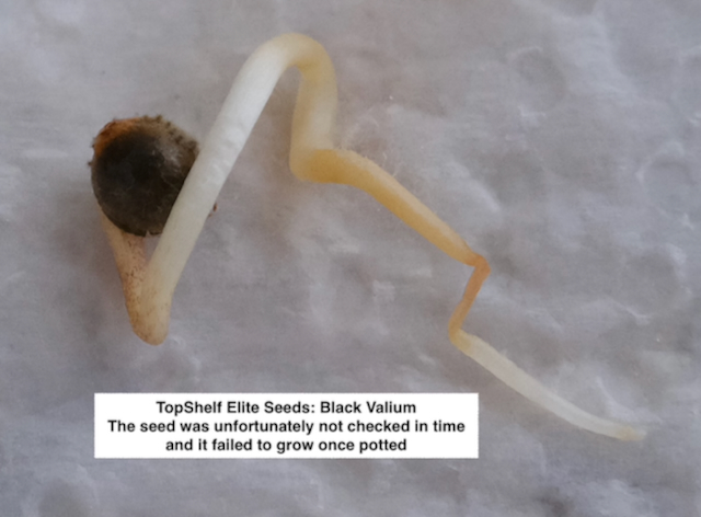Failed Black Valium sprout