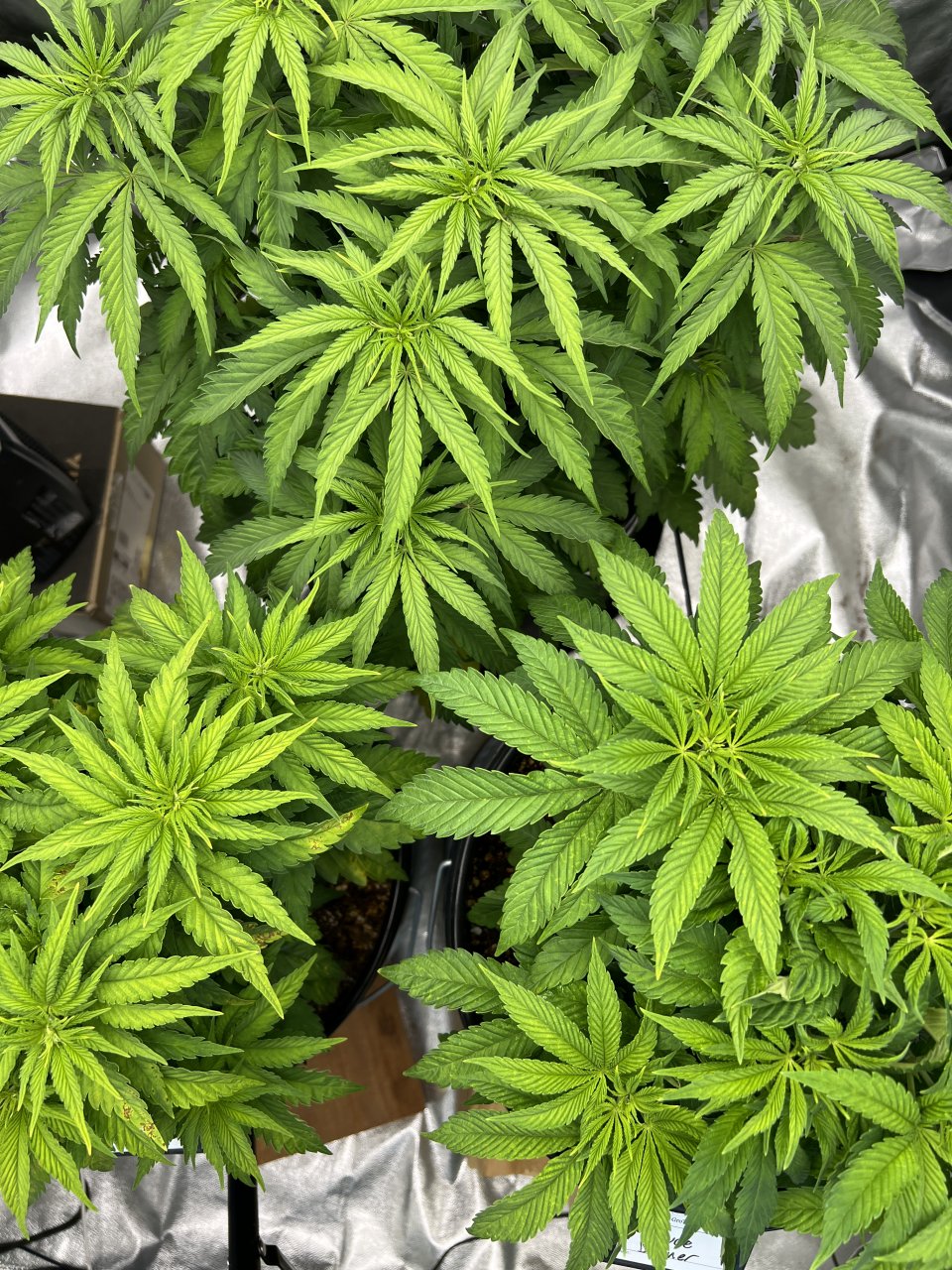 Family canopy day 32