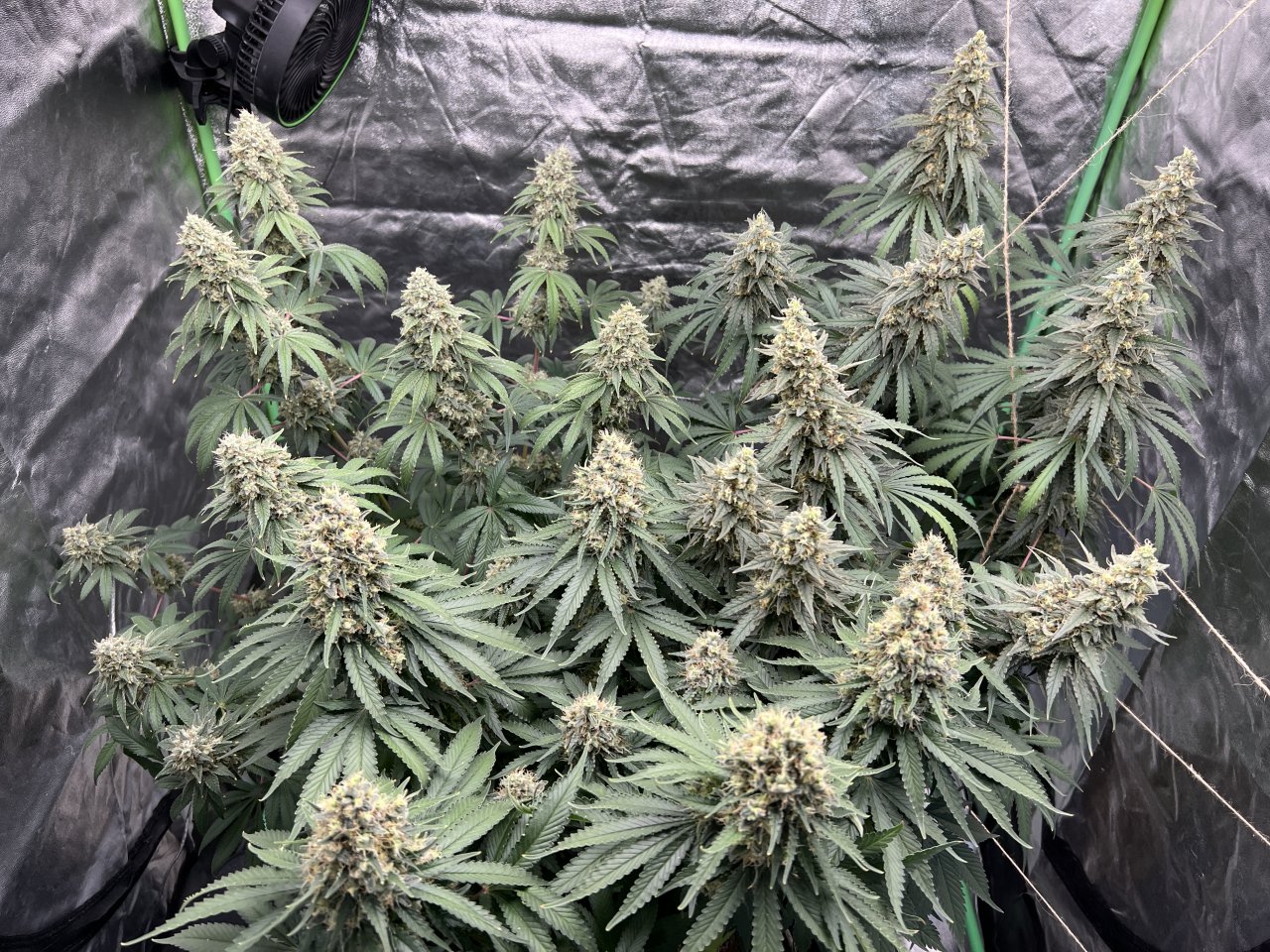 Family canopy Day 80 and day 52 of flower (week 7.5)