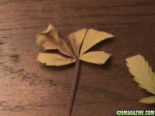 Fan Leaf - Nute burn? 1