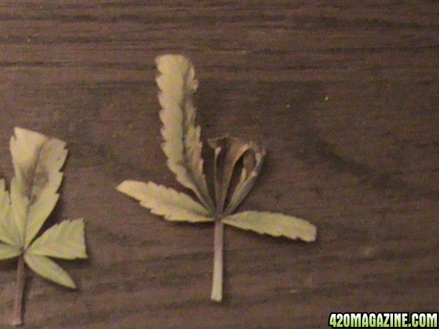 Fan Leaf - Nute burn? 3