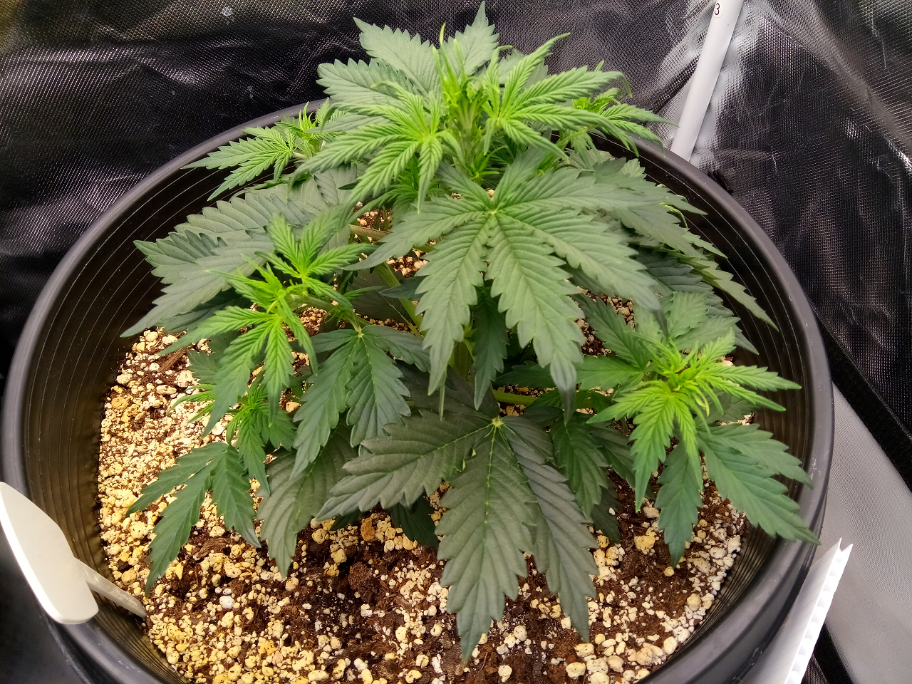 Fast Buds Girl Scout Cookies - Auto Fem - 23 Days Old - 1.png