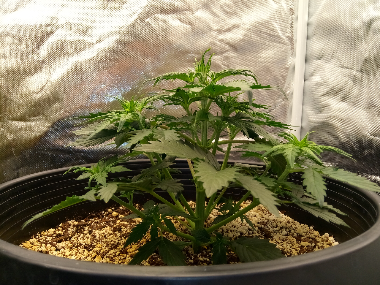 Fast Buds Girl Scout Cookies - Auto Fem - 23 Days Old - 2.png