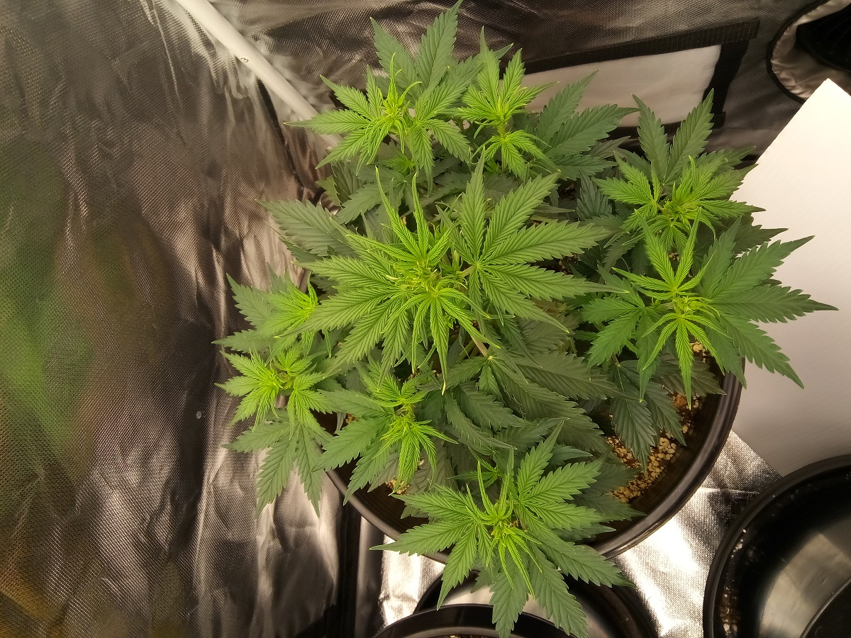Fast Buds Girl Scout Cookies - Auto Fem - 28 Days Old - 1.png
