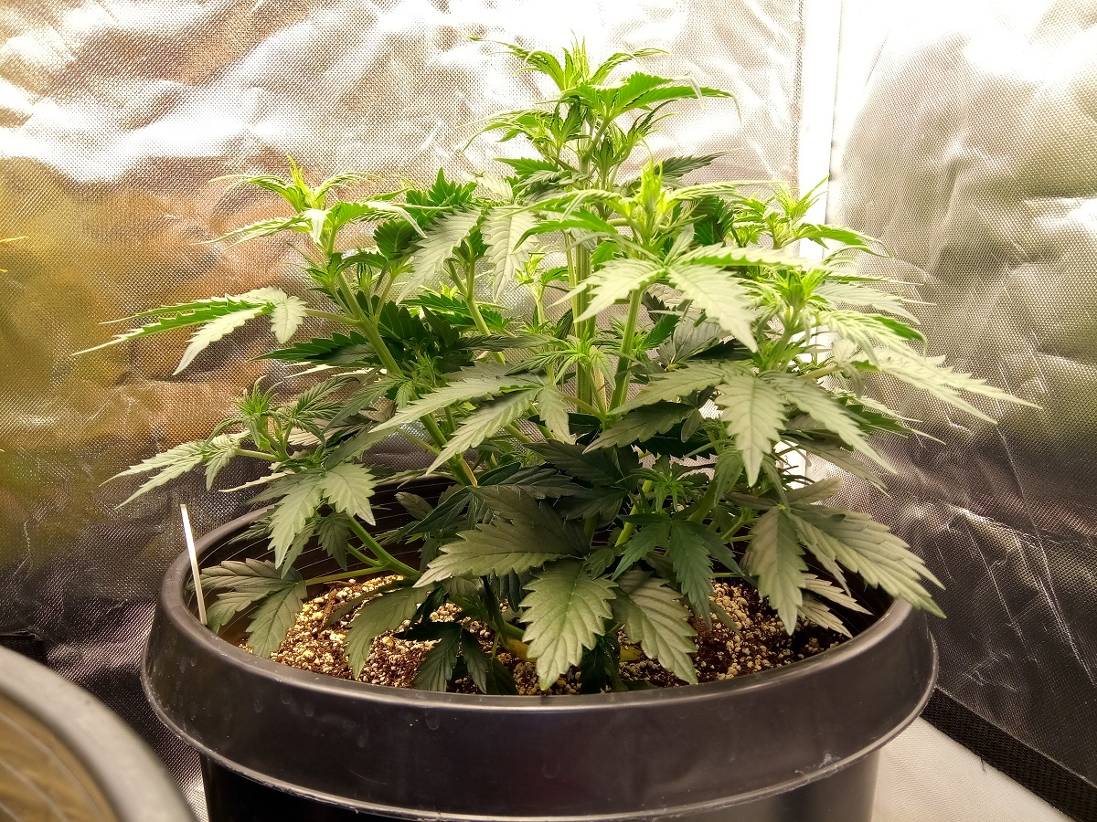 Fast Buds Girl Scout Cookies - Auto Fem - 28 Days Old - 2.png