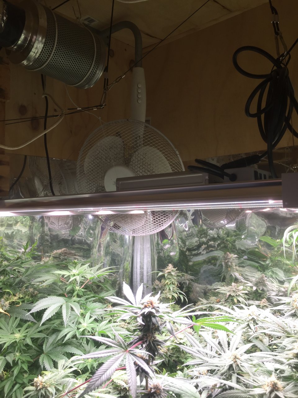 FC 3000 and a thriving flower canopy