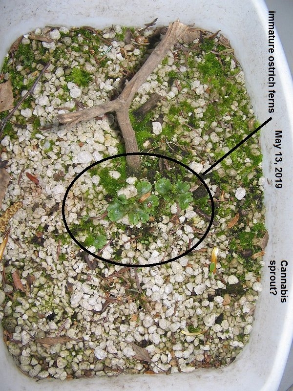 Fern gametophytes.JPG