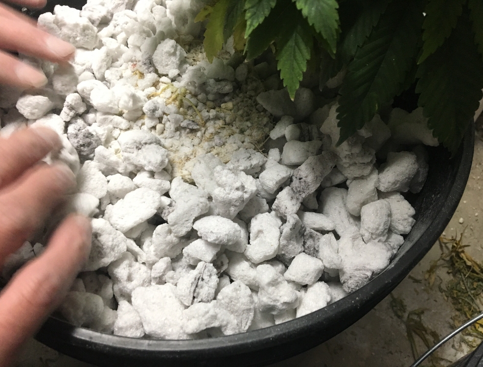 Fill in around with more large perlite