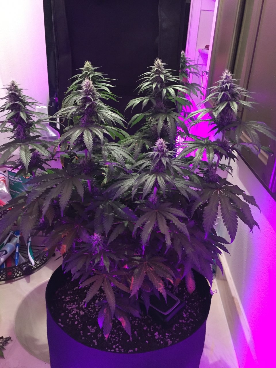 Finally a pic without blurple lights. Week 6 flowering with KindSoil