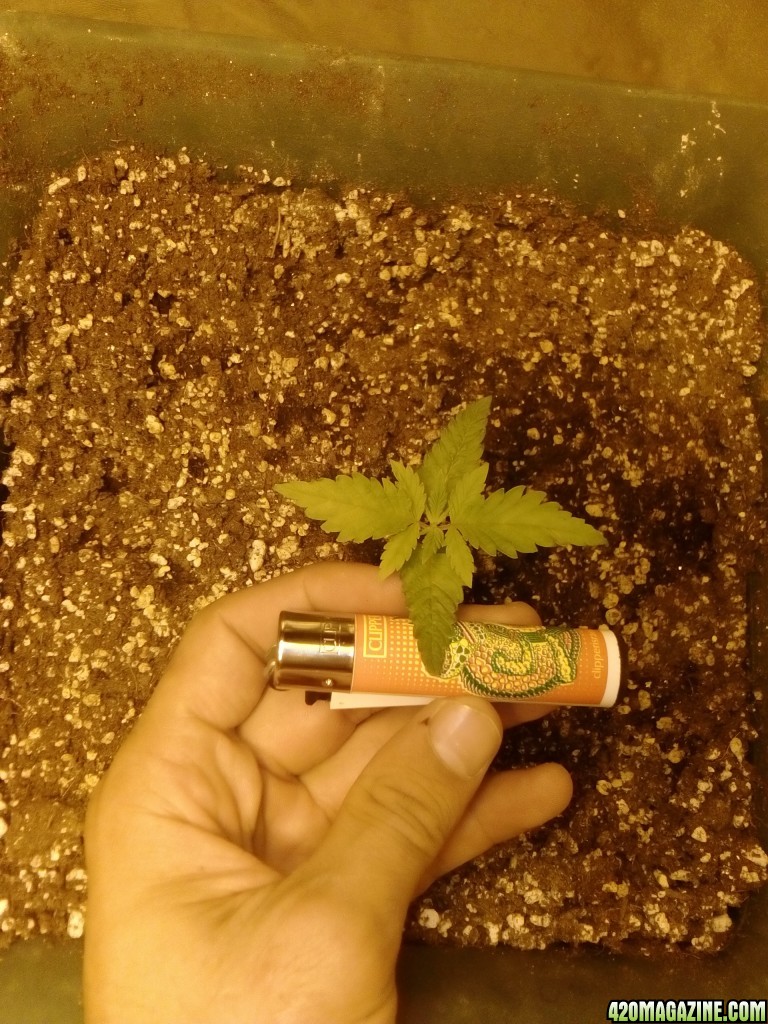 first grow-day 10