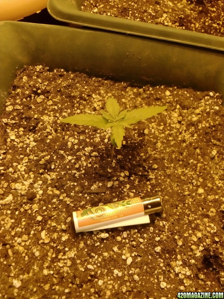 first grow-day 10