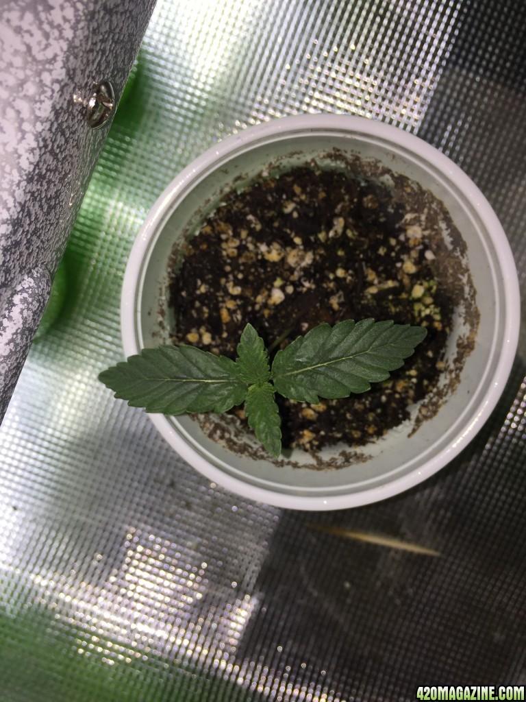 First grow from 5/6/2017