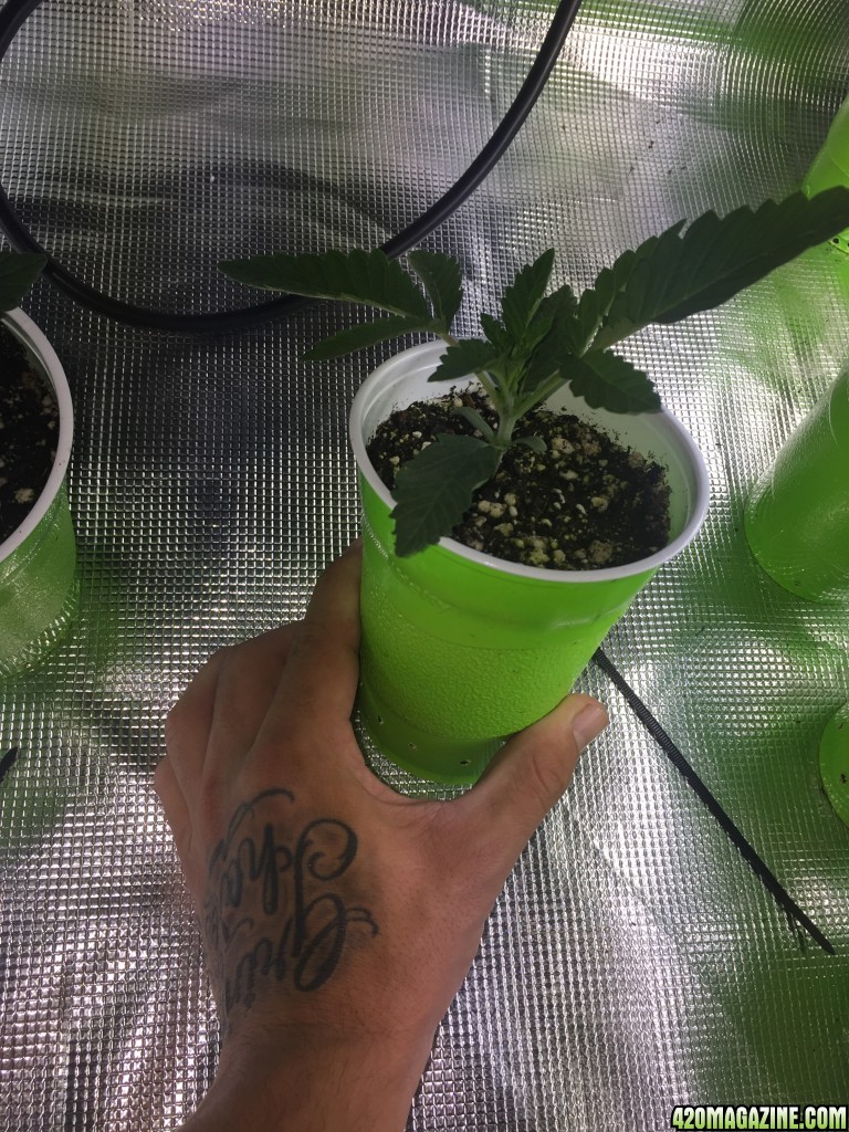 First grow from 5/6/2017