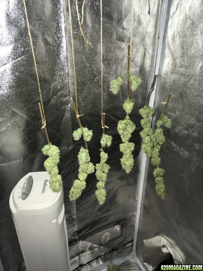 First grow harvest