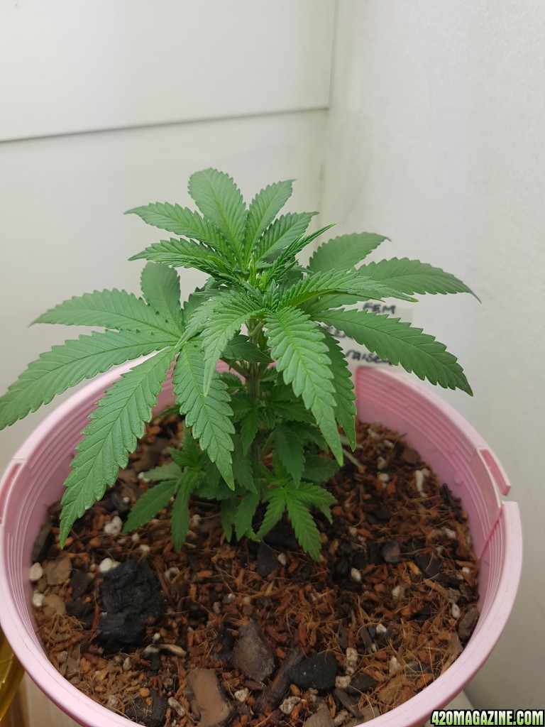 First grow pics