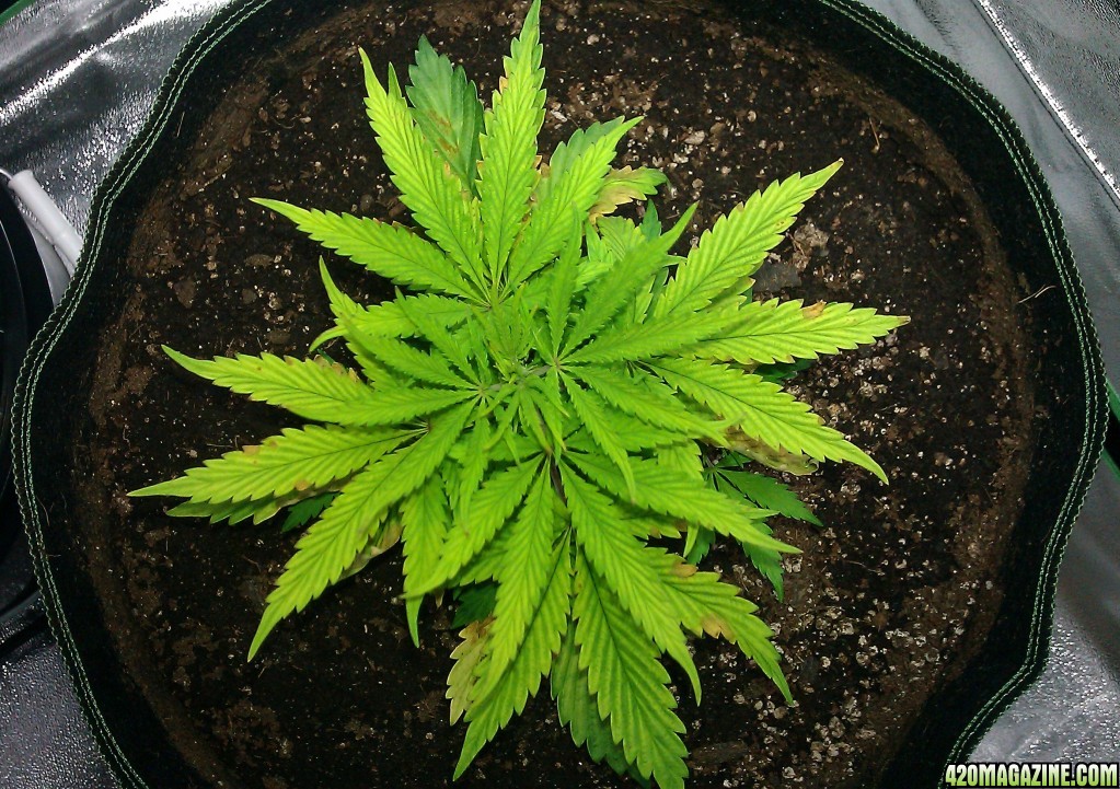 First Grow- The Dope