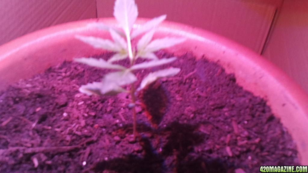 first grow week 3