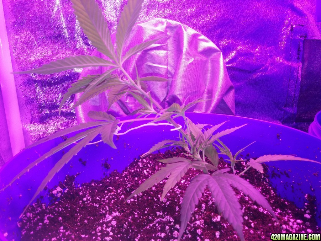 First grow