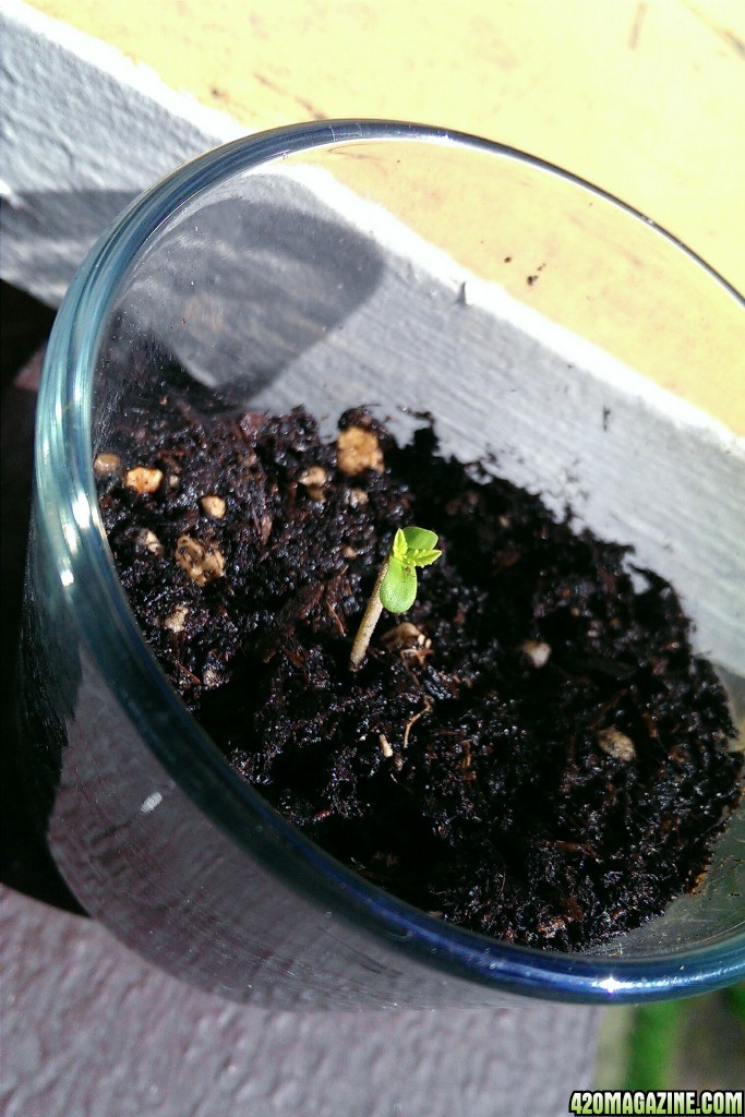 First Grow