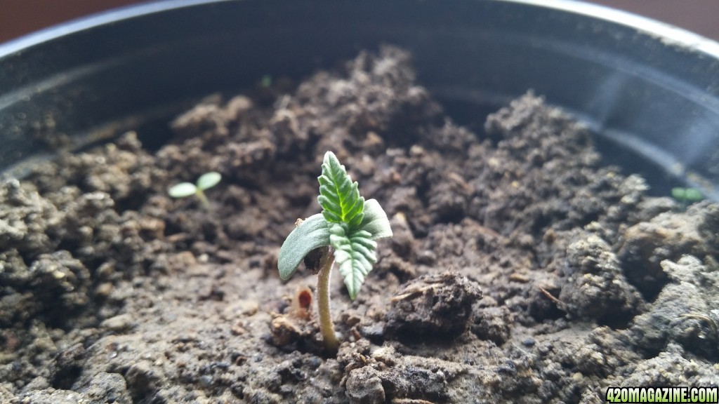 first grow