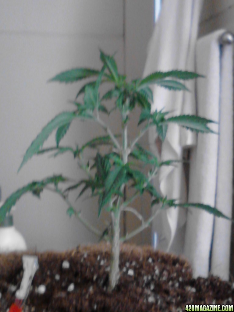 First Indoor Grow - BagSeed !!! (cont)