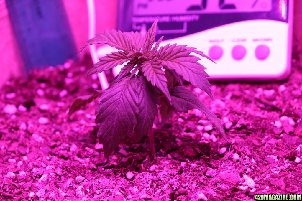 First LED Grow
