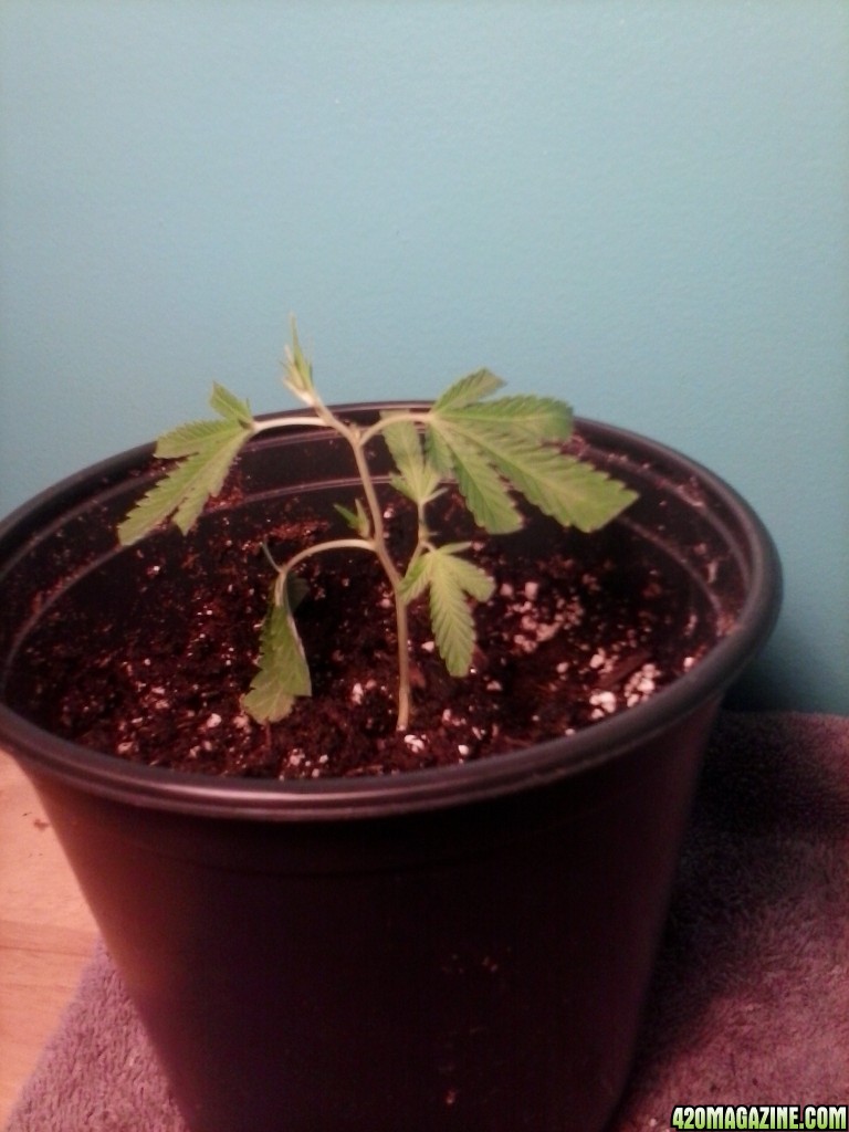 first plant at two weeks