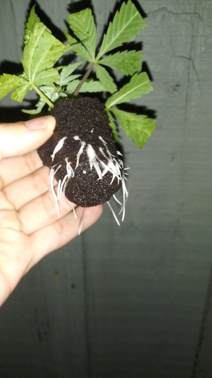 First Rooted Candy Cream