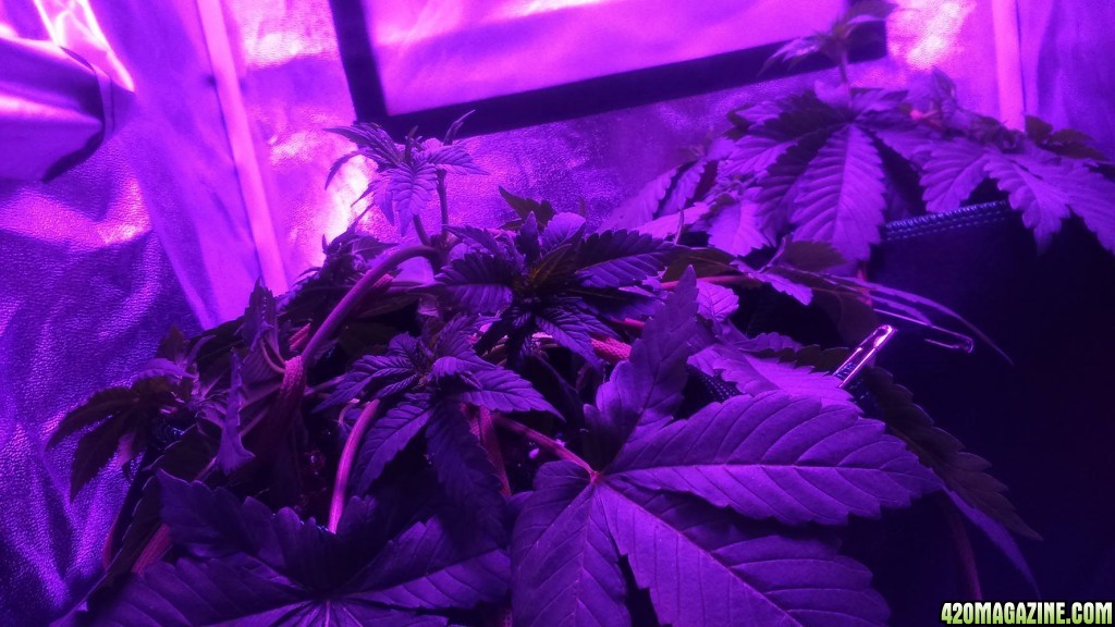 first time topping and LST'ing
