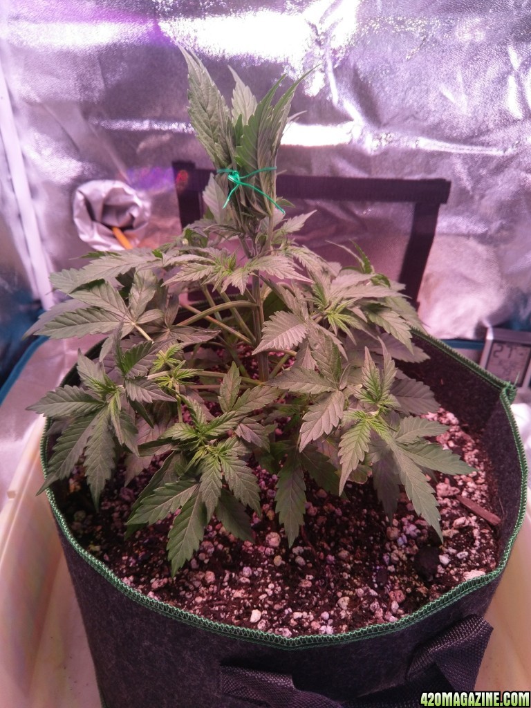 Flower - day 2 (day 30 from seed)