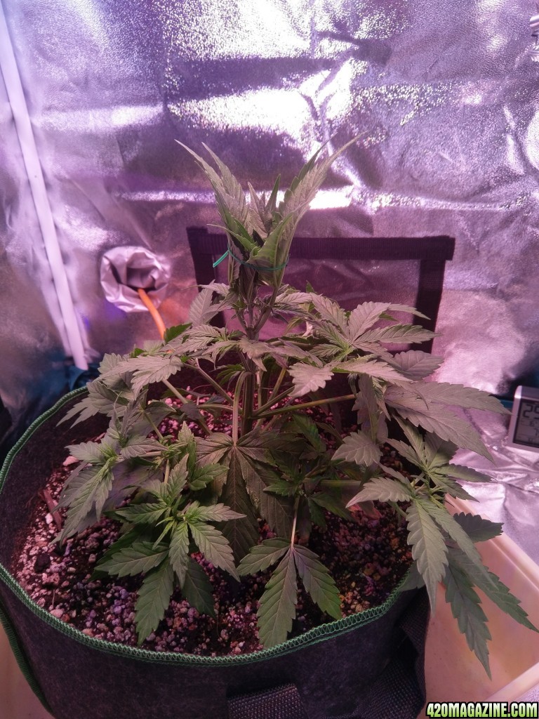 Flower - day 2 (day 30 from seed)